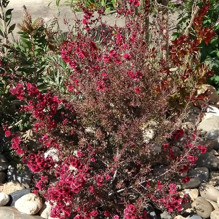 Abeille-soleil Saint-Nicolas-de-la-Grave