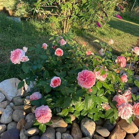 Abeille-soleil * Saint-Nicolas-de-la-Grave