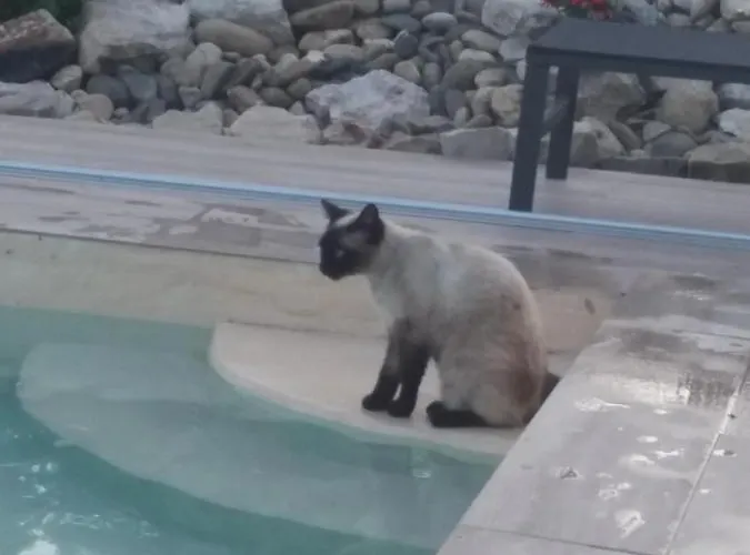 Abeille-soleil * Saint-Nicolas-de-la-Grave