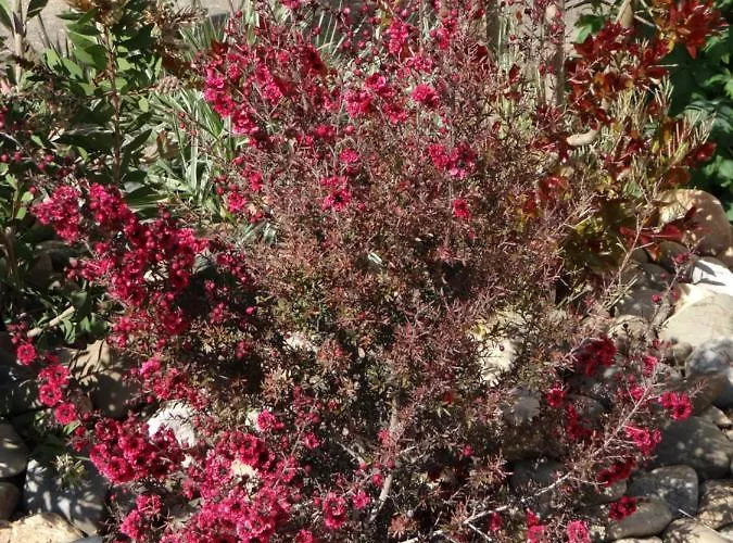 Abeille-soleil Saint-Nicolas-de-la-Grave