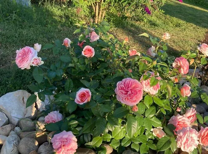 Abeille-soleil * Saint-Nicolas-de-la-Grave